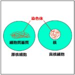 原核細胞と真核細胞の図。核の有無が描かれている。