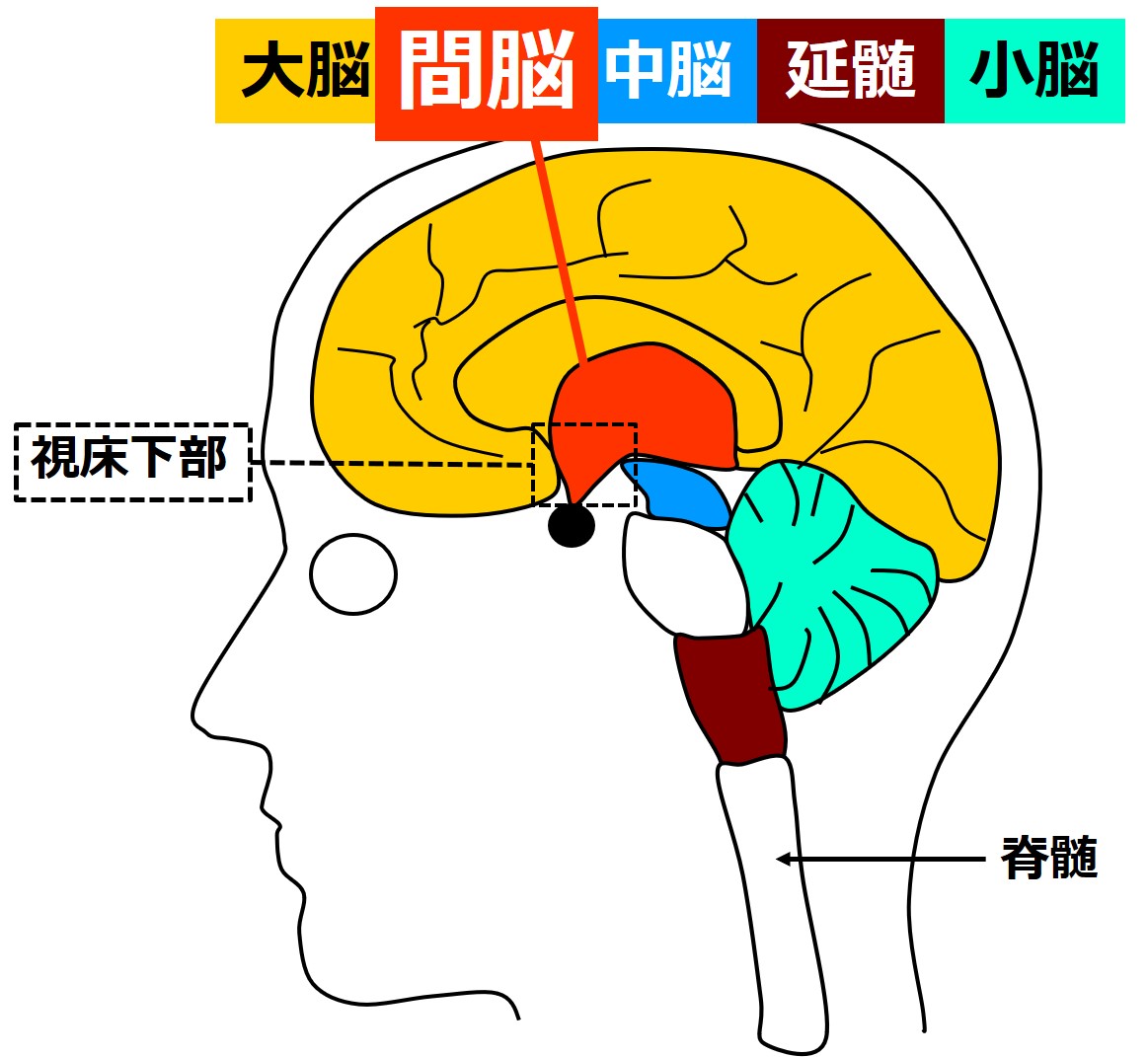 中脳の機能: 脳幹の図 – MKALL