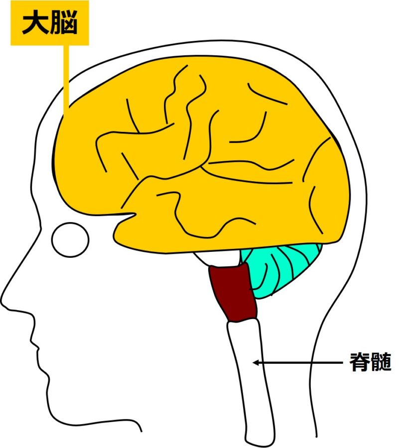 大脳の図