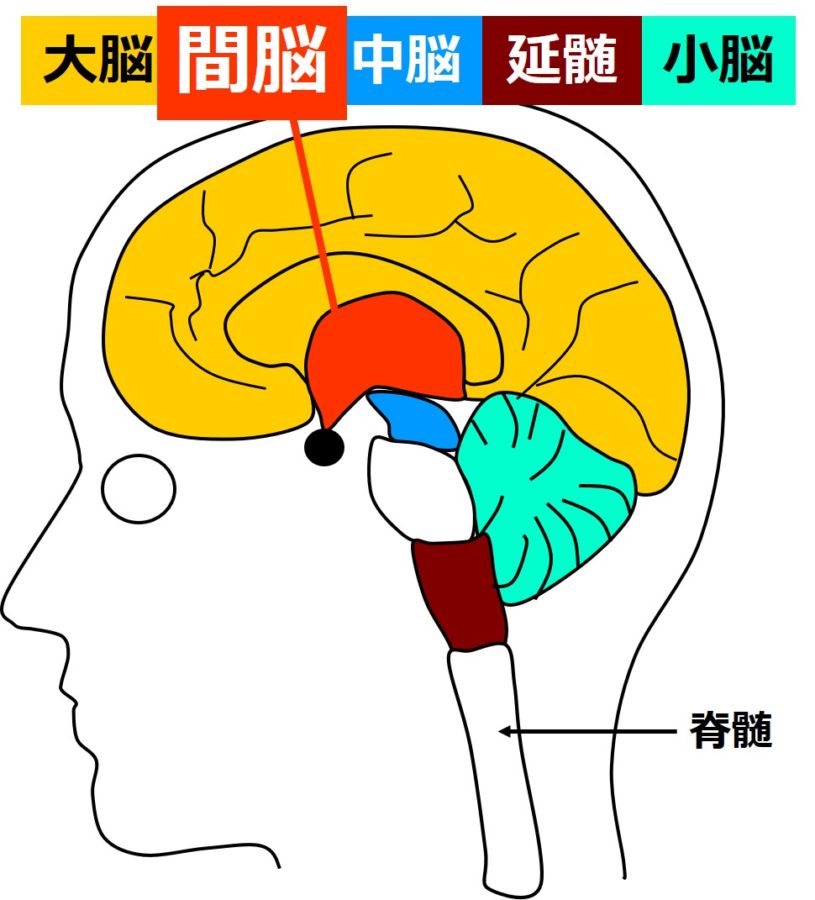 間脳の図