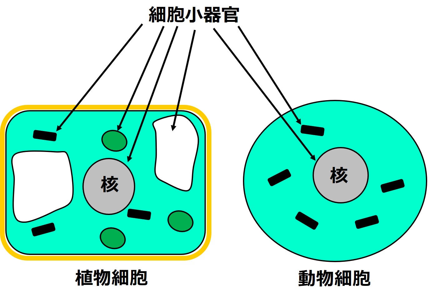 これまでで最高の動物 細胞 と 植物 細胞 の 違い 動物ゾーン