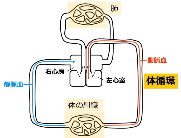 循環系②:循環系の分類2 | せいぶつ農国