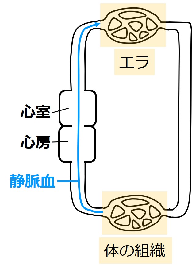 魚類の血液循環 静脈血 せいぶつ農国