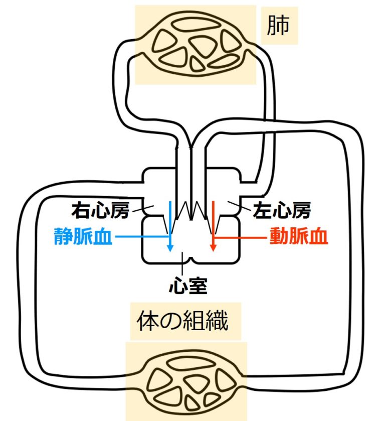 循環系②:循環系の分類2 | せいぶつ農国