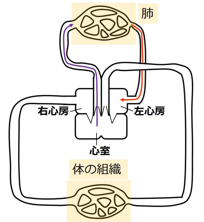 両生類の肺循環