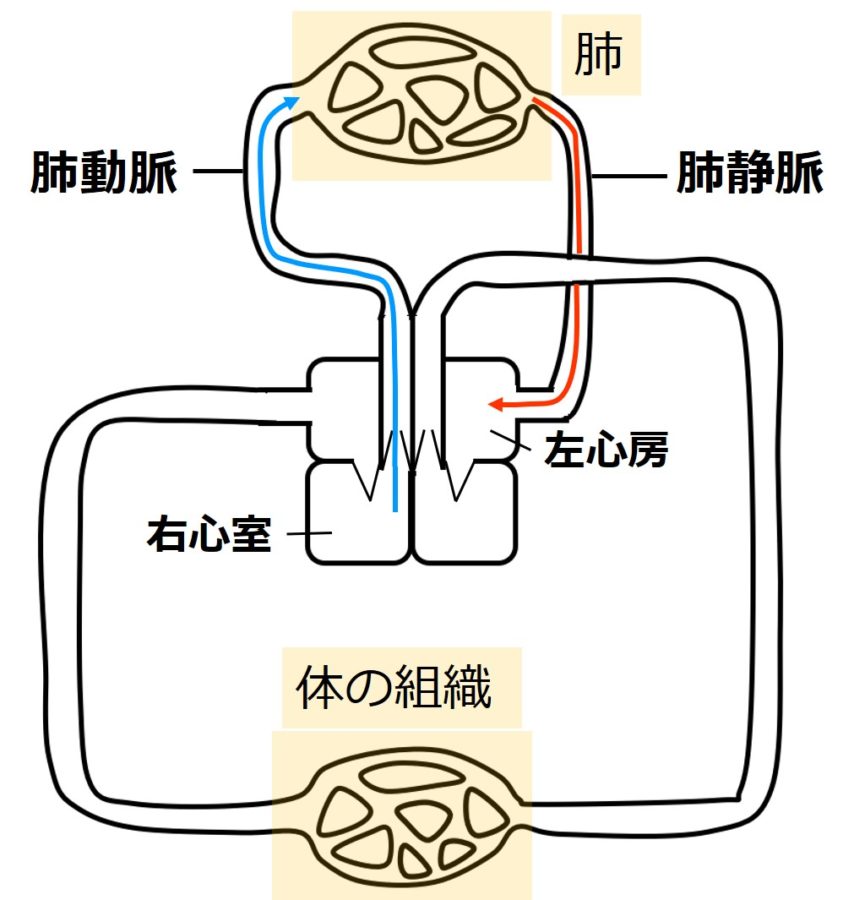肺動脈と肺静脈 せいぶつ農国