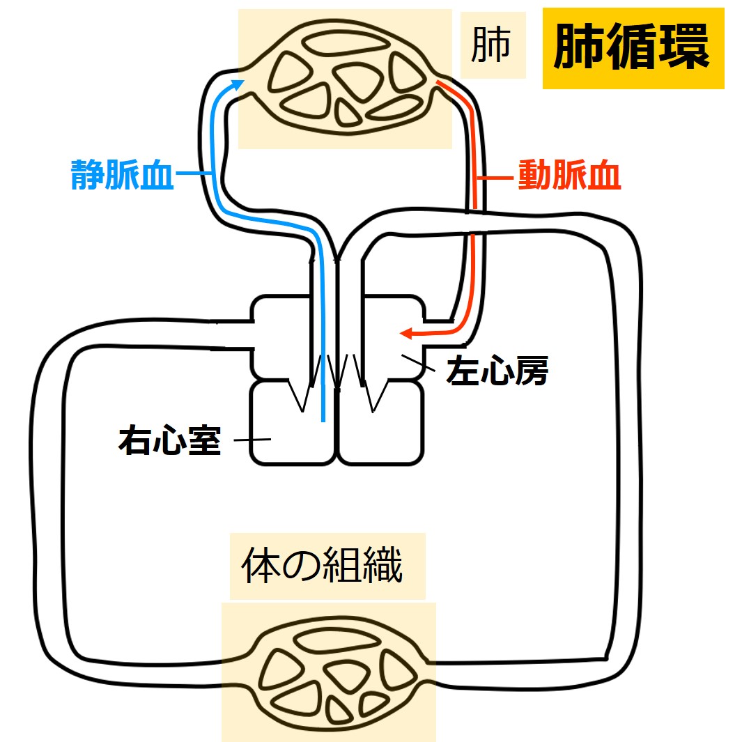 肺循環 - Pulmonary circulation - JapaneseClass.jp