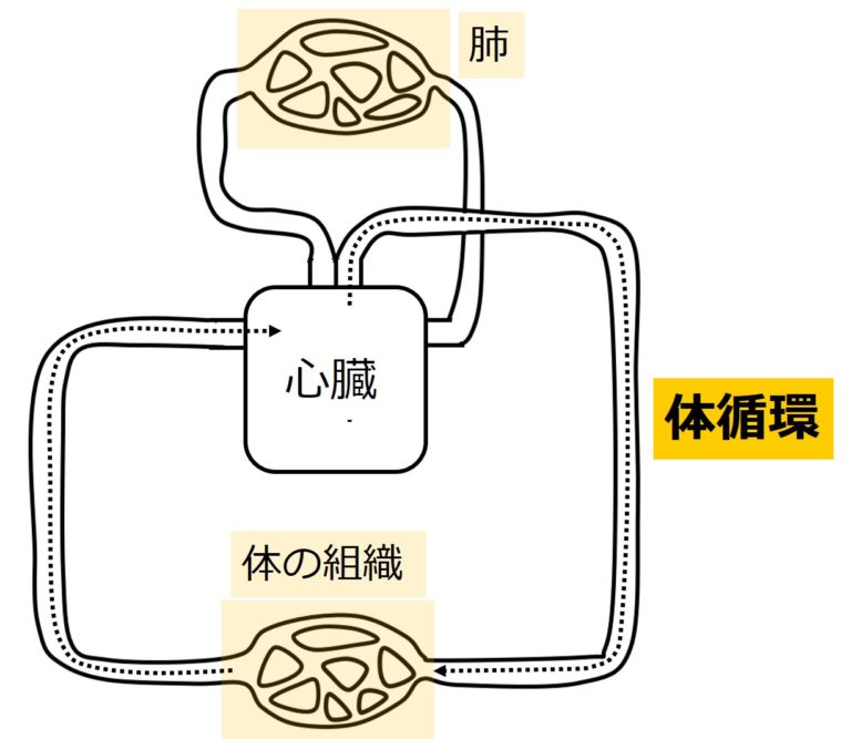 循環系②:循環系の分類2 | せいぶつ農国