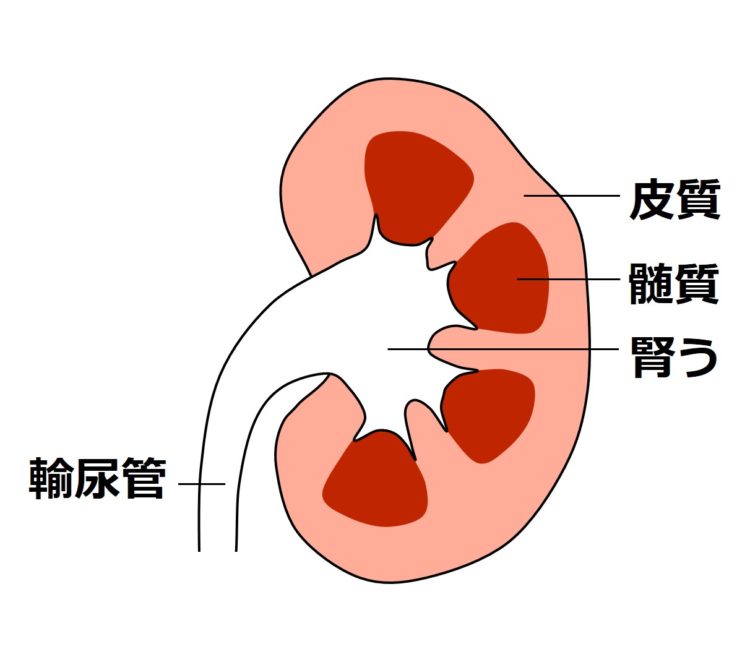 腎臓の主に外回りを占める皮質、皮質に囲まれた髄質、腎臓の最も内部にある腎うの様子を描いた図