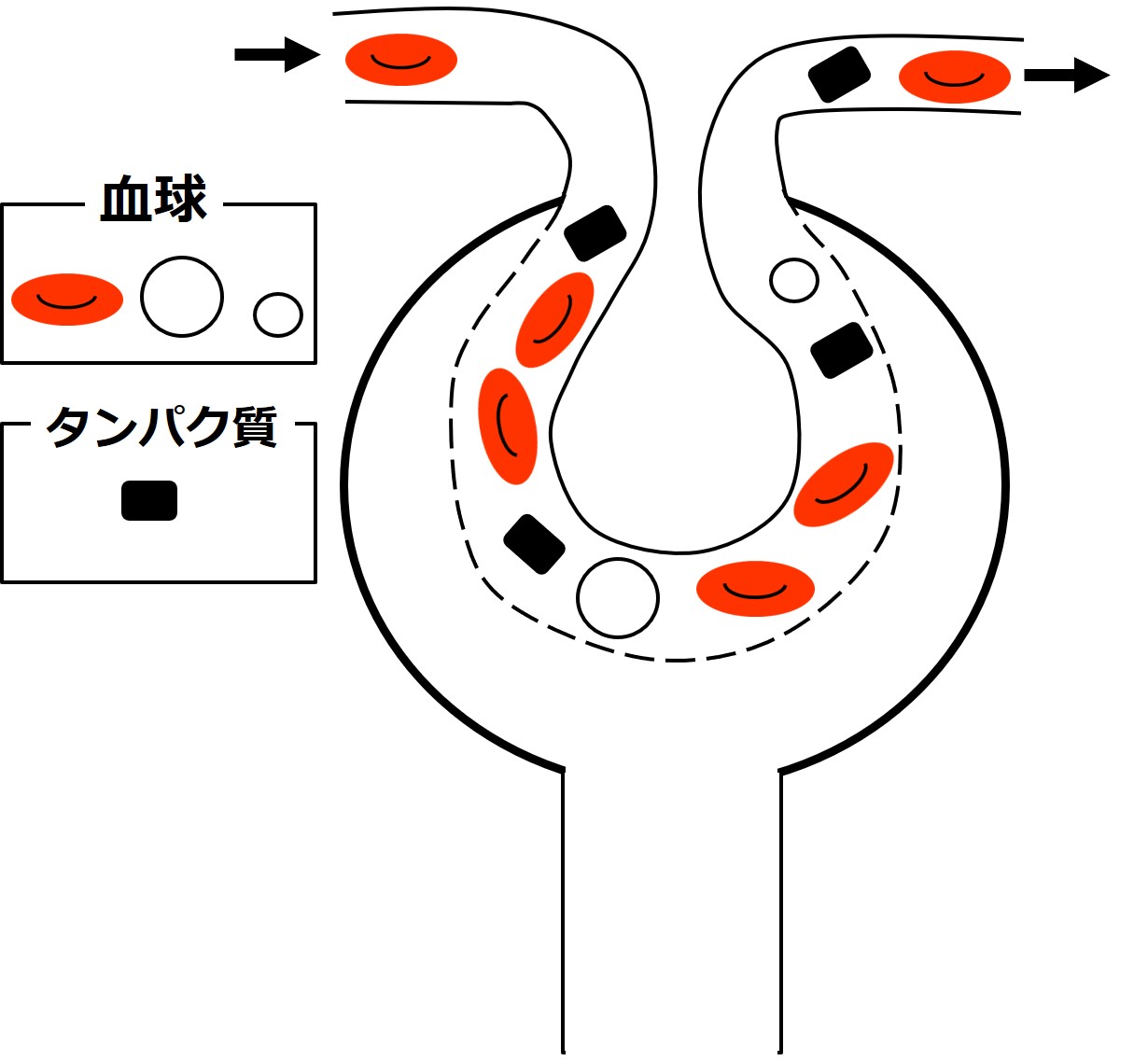 腎臓 腎臓の働き せいぶつ農国