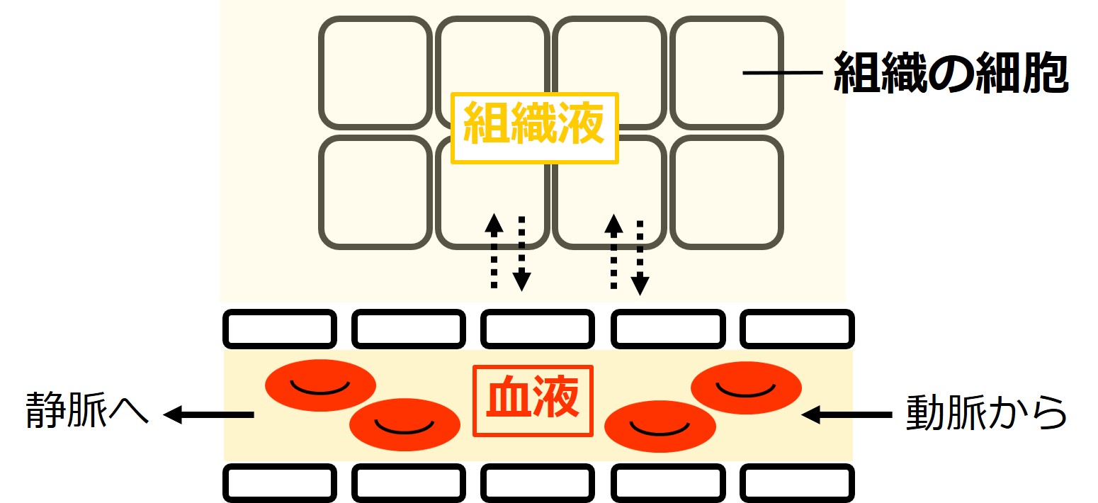 細胞液と液胞液の違いは何ですか? | 細胞 液体 – RZDNZ
