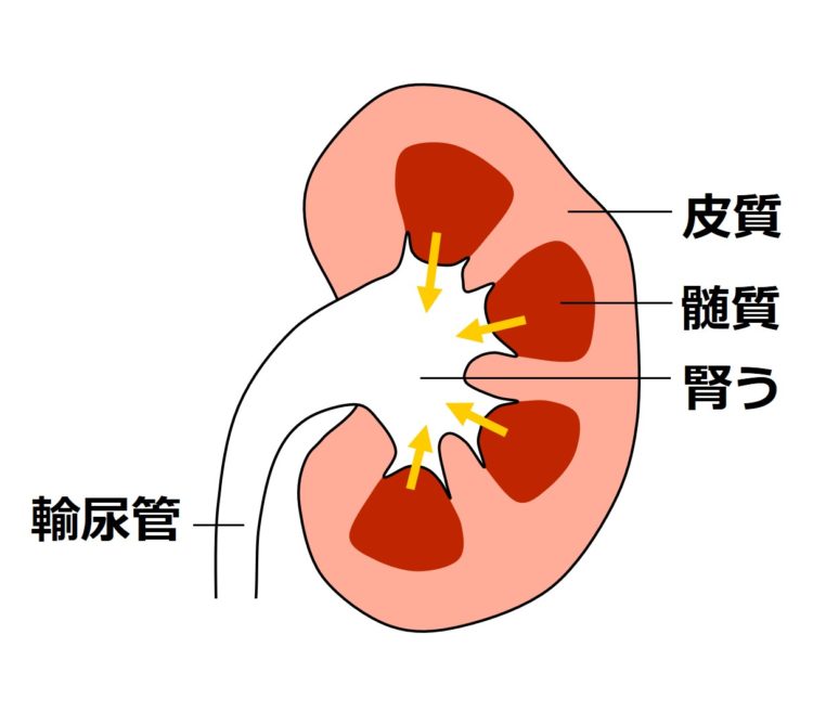 尿が、髄質部分から腎うへと出る様子を矢印で描いた図。