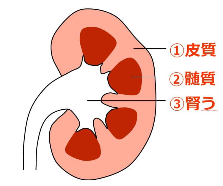問題２の腎臓断面図解答　①皮質　②髄質　③腎う
