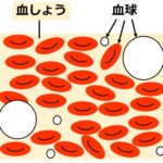 液体である血しょうの中に、３タイプの血球が描いてある。各血球は、赤いだ円形、白い小さな円、白い大きな円で描かれている。