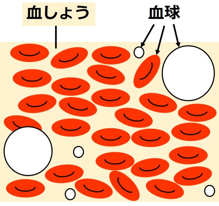 液体である血しょうの中に、３タイプの血球が描いてある。各血球は、赤いだ円形、白い小さな円、白い大きな円で描かれている。