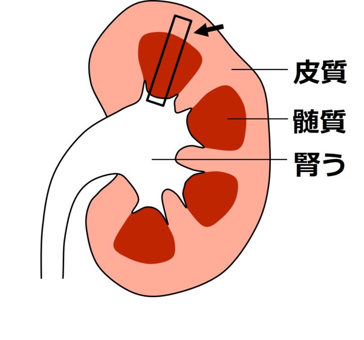 長方形の枠内には、上から順に、皮質、髄質、腎うが含まれている。この枠内を拡大してみる。