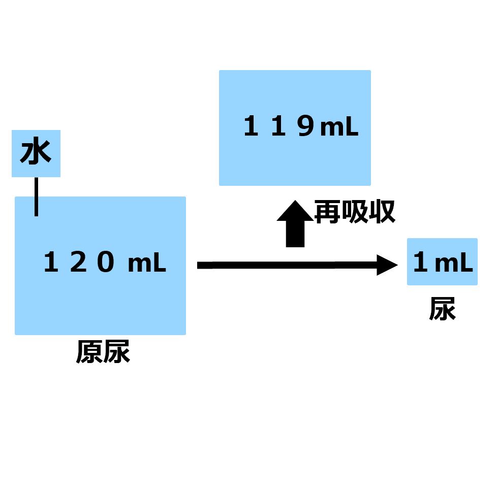 腎臓 再吸収量の計算 再吸収率の計算 せいぶつ農国