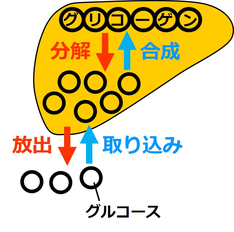 生物基礎 血糖値調節 血糖値 血糖濃度 血糖値を調節する器官 せいぶつ農国