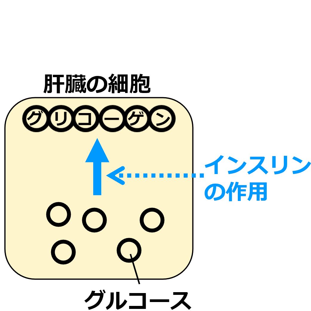 生物基礎 血糖値調節 血糖値 血糖濃度 を下げるホルモン せいぶつ農国