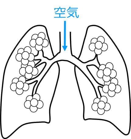 空気が肺胞に入り、肺胞がふくらんで大きくなった様子を描いた図。小さなブドウが、巨峰になるイメージ。
