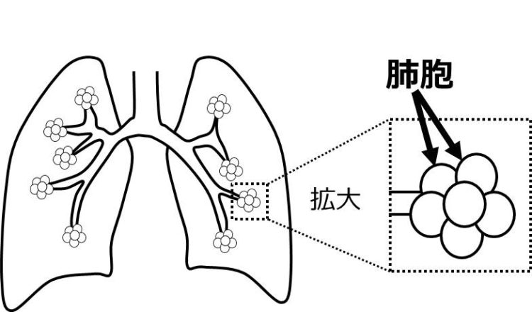 １つ１つの肺胞(球状のつくり)を拡大して描いた図