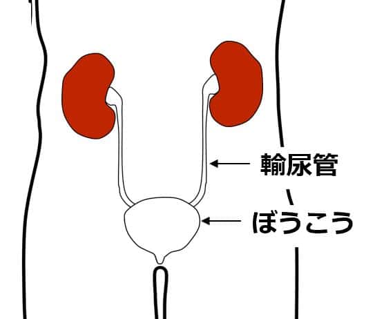 腎臓とぼうこうが、輸尿管によってつながっている図