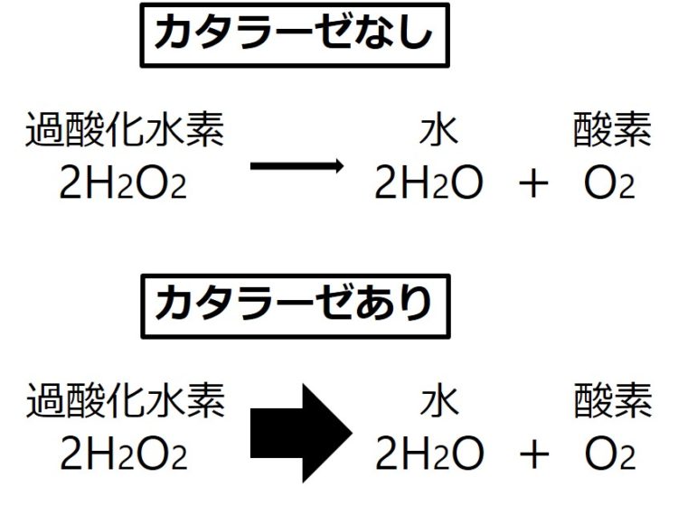 化学反応、触媒、酵素 | やきつけ 生物基礎