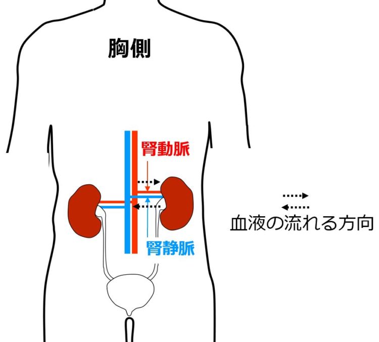 左右の腎臓それぞれに、腎動脈と腎静脈がつながっている。腎動脈から腎臓へ血液が入り、腎臓から腎静脈へ血液が出ていく。