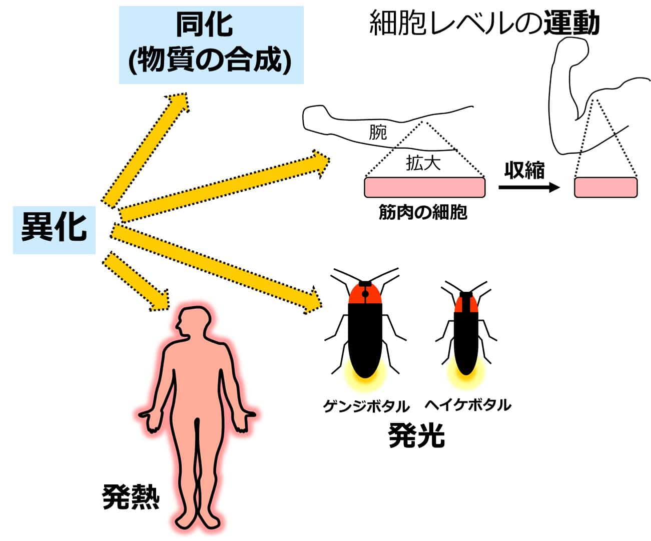 同化とは 生物 _ 同化 図 – BETE