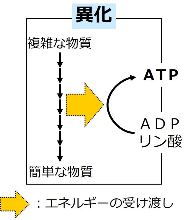 異化によるＡＴＰ合成の図。複雑な物質が簡単な物質へ分解される際にエネルギーが放出されることを黄色の外向き矢印で描き、その矢印の先に、ＡＤＰとリン酸からＡＴＰが合成される反応の図が描いてある。