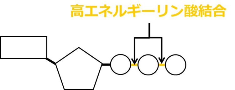 ３つのリン酸のうち、リボースから最も遠いリン酸を１番目とする。１番目と２番目、２番目と３番目のリン酸の結合を、高エネルギーリン酸結合という。