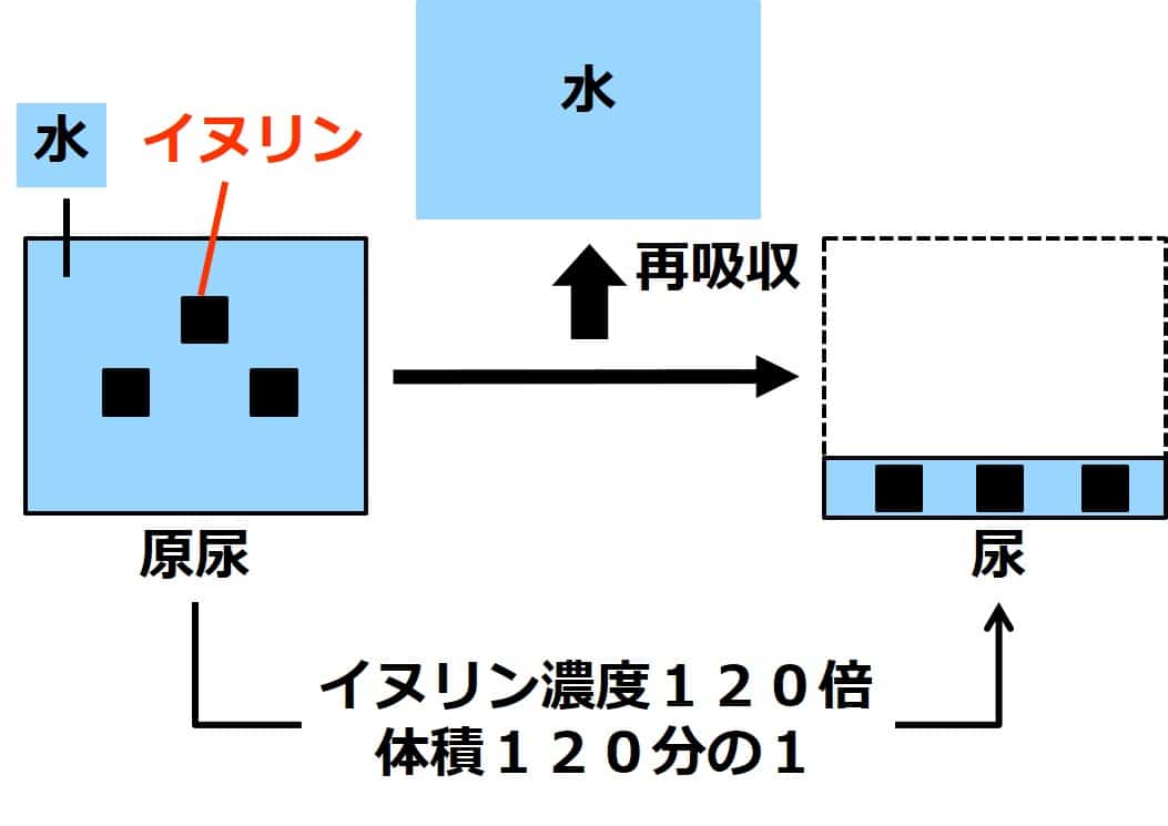 腎臓 イヌリンを用いた原尿量の求め方 せいぶつ農国