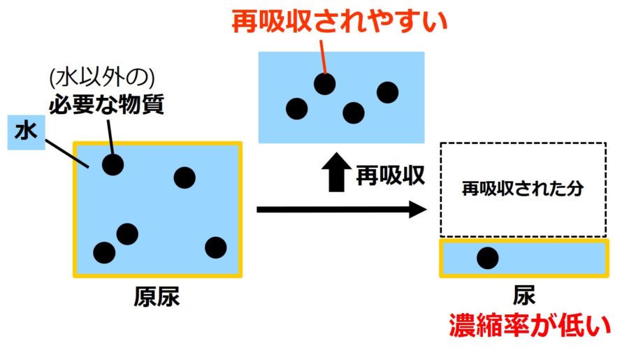 腎臓 計算に必要な基礎知識 濃縮率の求め方 せいぶつ農国