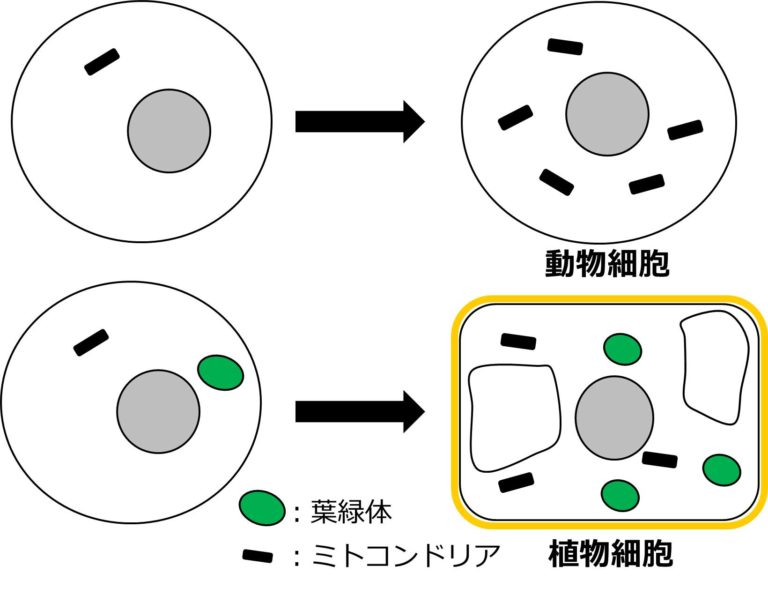 細胞内共生説：ミトコンドリアと葉緑体の起源 | せいぶつ農国