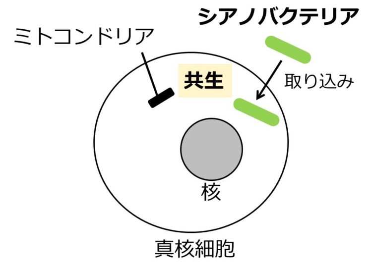 緑の棒状に描かれたシアノバクテリアが、ミトコンドリアと核をもつ真核細胞内に取り込まれ、共生する様子を描いてある。