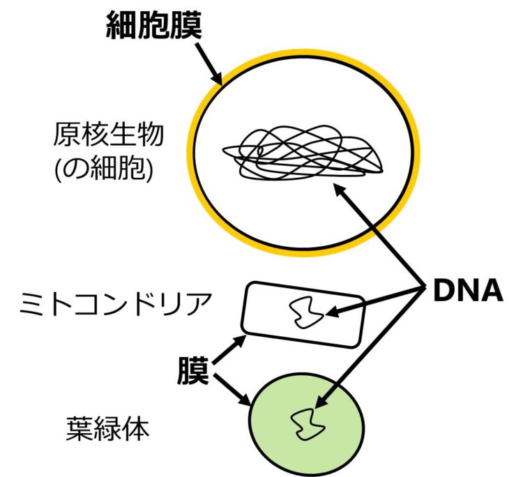 原核生物(の細胞)とミトコンドリアと葉緑体の図が描かれている。いずれも、輪郭が太線で描かれている。この線は、原核生物では細胞膜を示し、ミトコンドリアと葉緑体では膜を示す。また、原核生物(の細胞)、ミトコンドリア、葉緑体の内部にはDNAが描かれいている。