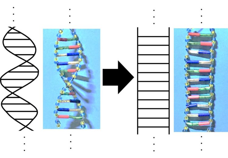 DNAのらせんをほどいて、はしご形で描いた図