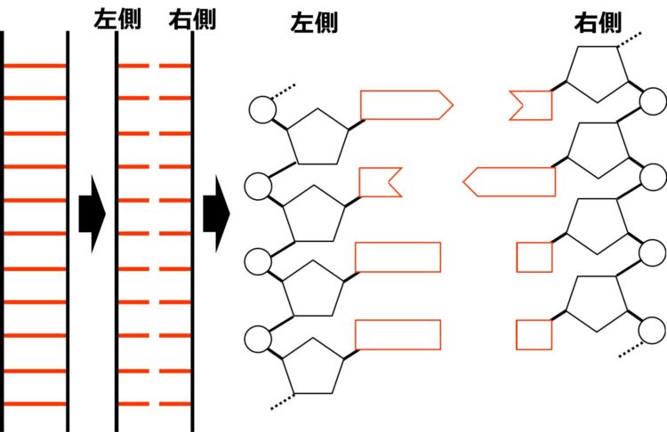 DNAの模式図と、左右に分断して描いた図