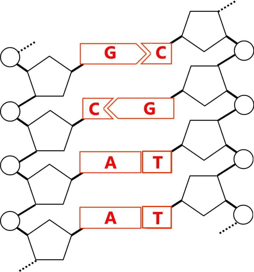 『生物基礎』DNAの二重らせん構造と、遺伝情報を担う塩基配列 せいぶつ農国
