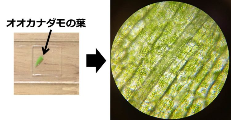 オオカナダモの葉を顕微鏡で４００倍に拡大した写真
