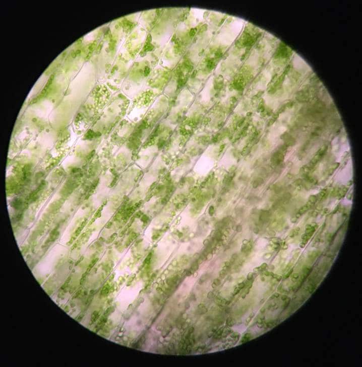 オオカナダモの葉の４００倍拡大写真。しぼりは中間的。細胞の輪郭がはっきり見え、明るさもほどほど。