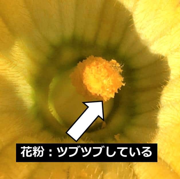 花粉のつぶの写真