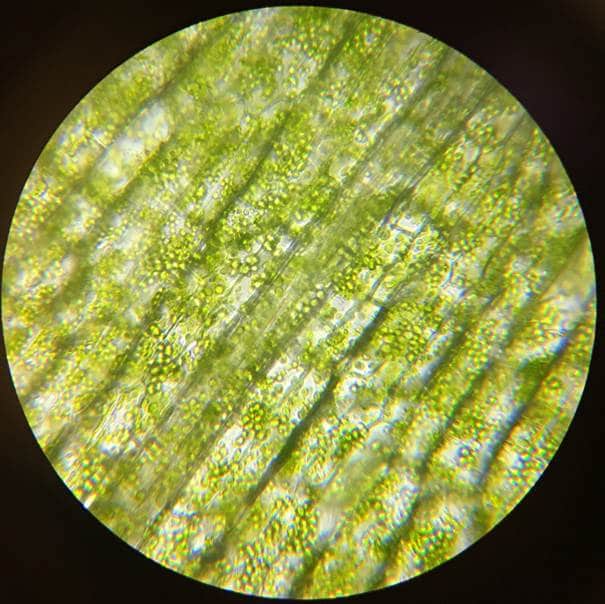 オオカナダモの葉の４００倍拡大写真。細胞がはっきり見え、緑色の葉緑体の粒が多数みられる。