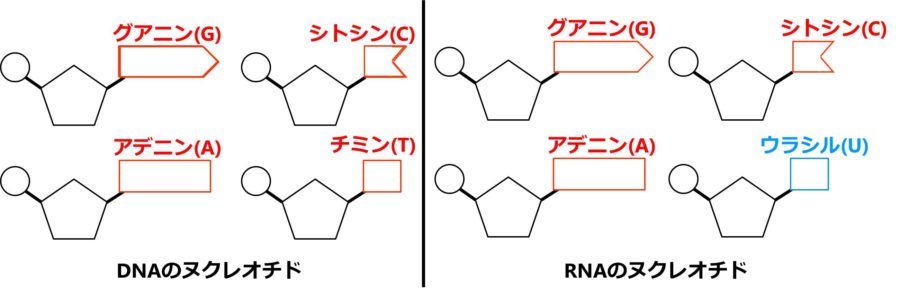 DNAとRNAのヌクレオチド４種を描いた図