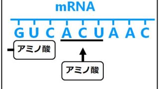 生物基礎 転写と翻訳 遺伝子の発現 せいぶつ農国 生物基礎 転写と翻訳 遺伝子の発現 せいぶつ農国