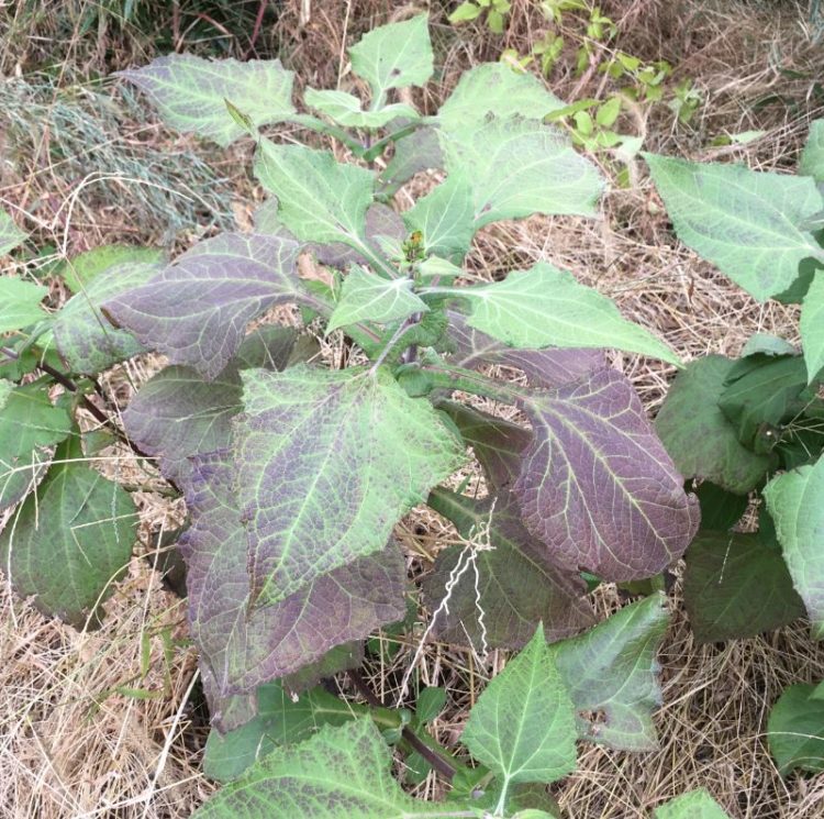 ヤーコンは どんな野菜 せいぶつ農国