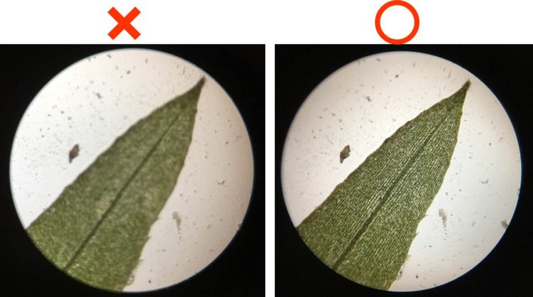 オオカナダモの葉の４０倍の写真。左の写真はぼやけ、右の写真はハッキリしている。