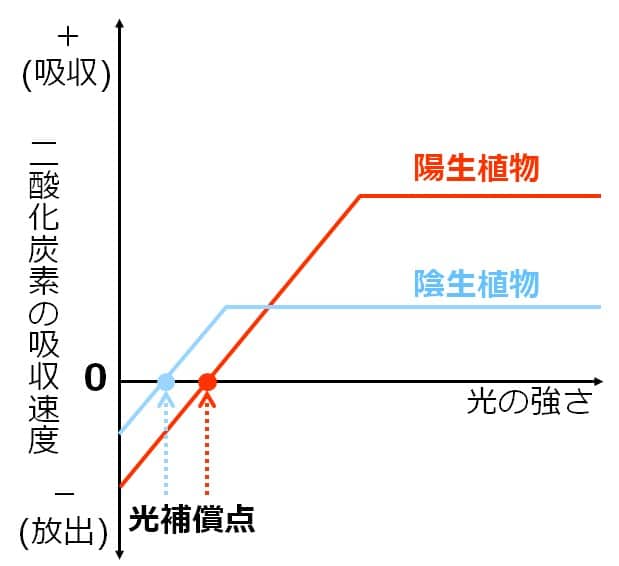光補償点は陽生植物の方が高いグラフ