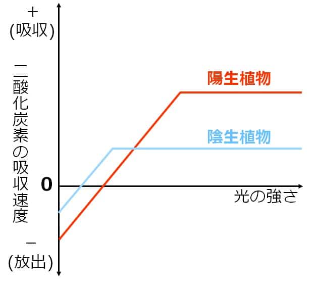 陽生植物と陰生植物の光光合成曲線が描いてある。