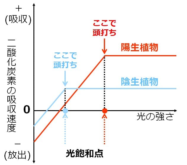 陰生植物の方が先に頭うちとなるグラフ。